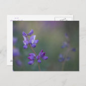 Lupinenfeld Postkarte (Vorne/Hinten)