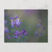 Lupinenfeld Postkarte (Vorderseite)