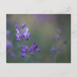 Lupinenfeld Postkarte
