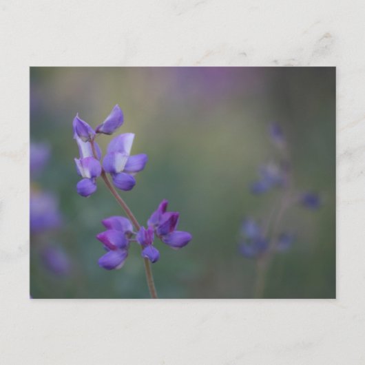 Lupinenfeld Postkarte (Vorderseite)