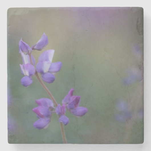 Lupinenfeld Steinuntersetzer (Vorderseite)