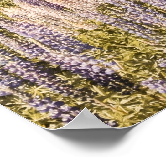 Lupiner See | Art Print Poster (Ecke)