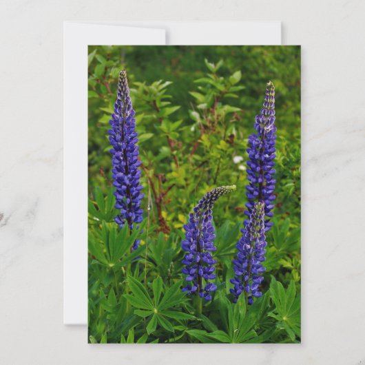 Lupines Einladung (Vorderseite)