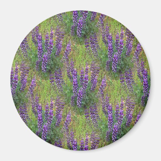 Lupines Galore... Magnet (Vorne)