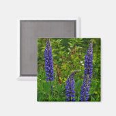 Lupines Magnet (Vorderseite/Rückseite)