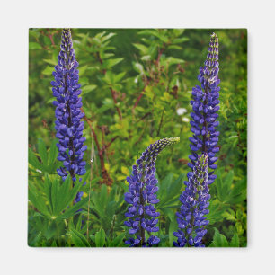 Lupines Magnet