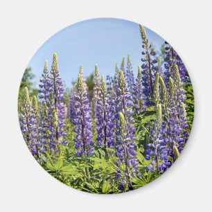 Lupines Magnet