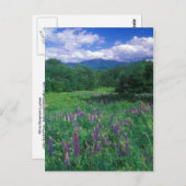 Lupines Mount Lafayette Postkarte (Vorne/Hinten)