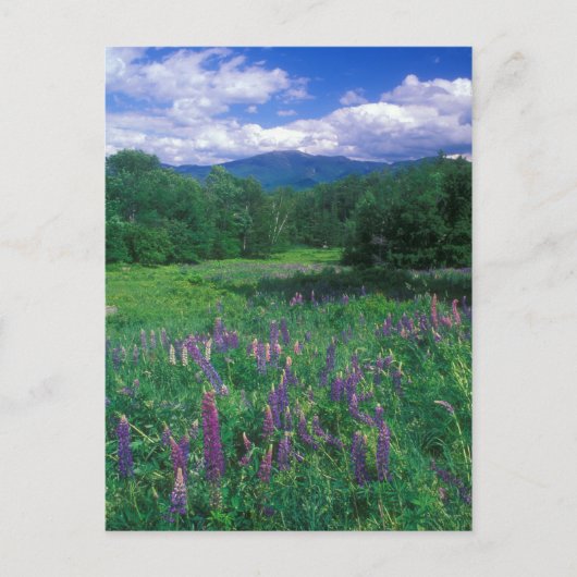 Lupines Mount Lafayette Postkarte (Vorderseite)