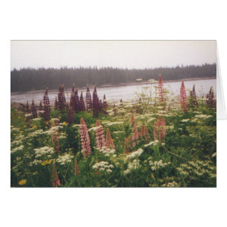 "Lupines, Vinalhaven, Maine"