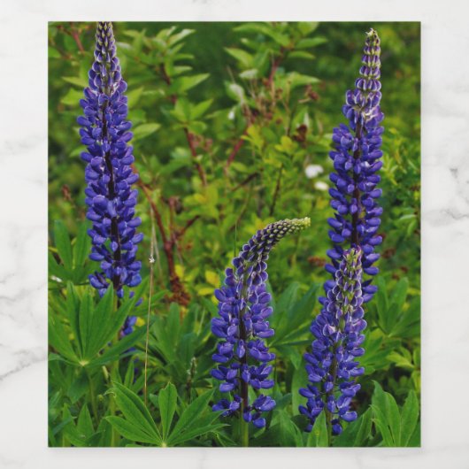 Lupines Weinetikett (Einzelnes Label)