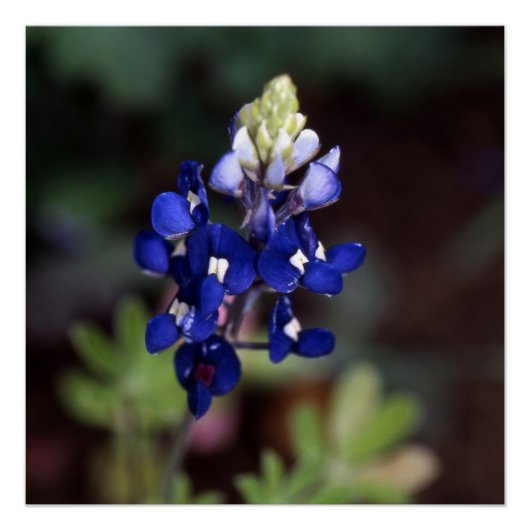 Lupinus texensis - Texas Bluebonnet Poster (Vorderseite)