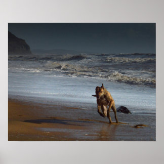 Lurcher am Strand laufen Poster