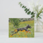 Lurcher, der durch ein Blume-Feld läuft - Postkart Postkarte (Stehend Vorderseite)