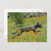 Lurcher, der durch ein Blume-Feld läuft - Postkart Postkarte (Vorne/Hinten)