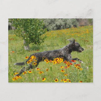 Lurcher, der durch ein Blume-Feld läuft - Postkart Postkarte