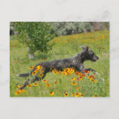 Lurcher, der durch ein Blume-Feld läuft - Postkart Postkarte (Vorderseite)