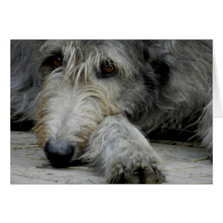 Lurcher herauf nahes - Karte
