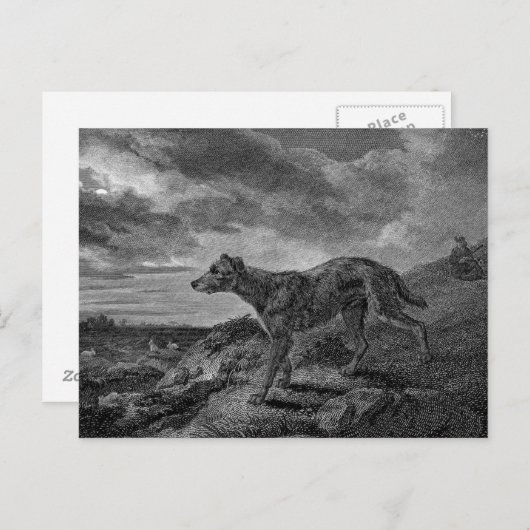 Lurcher Hogs Vintag Zeichnend Postkarte (Vorne/Hinten)