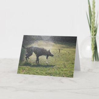 Lurcher nach einem Schwimmen - Gruß-Karte Karte