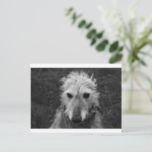 Lurcher Postkarte (Stehend Vorderseite)