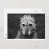 Lurcher Postkarte (Vorne/Hinten)