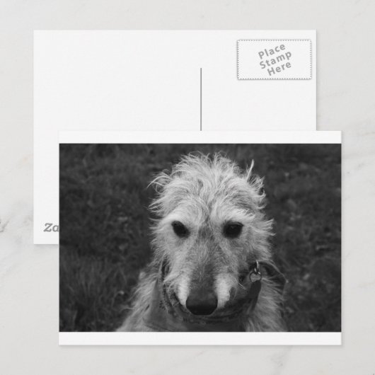 Lurcher Postkarte (Vorne/Hinten)