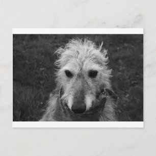 Lurcher Postkarte