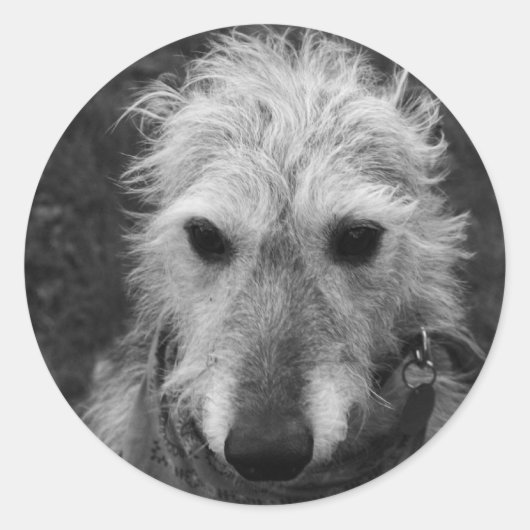 Lurcher Runder Aufkleber (Vorderseite)
