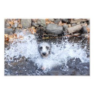 Lurcher-Schwimmen-Foto-Druck Fotodruck