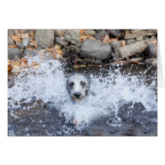 Lurcher-Schwimmen-Karte
