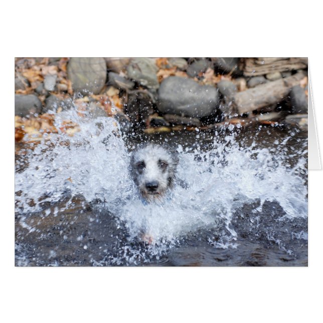 Lurcher-Schwimmen-Karte (Vorderseite (Horizontal))