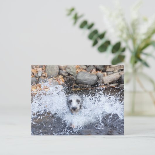 Lurcher Schwimmen Postkarte (Stehend Vorderseite)