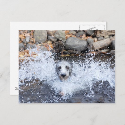 Lurcher Schwimmen Postkarte (Vorne/Hinten)