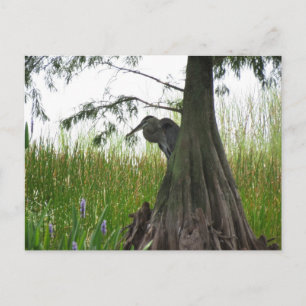 Lurking hinter Bäumen in Zentralflorida Postkarte