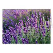 Luscious Lavender (Vorderseite (Horizontal))