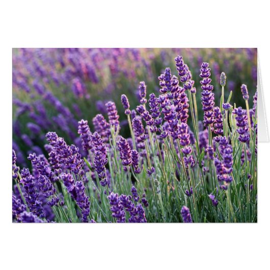 Luscious Lavender (Vorderseite (Horizontal))