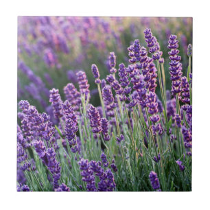 Luscious Lavender Fliese