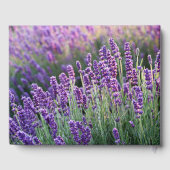Luscious Lavender Gästebuch (Rückseite)