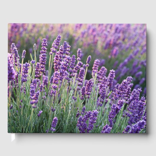 Luscious Lavender Gästebuch (Vorderseite)