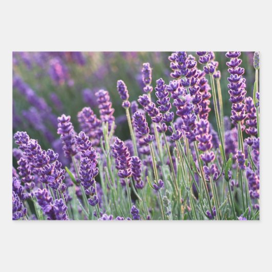 Luscious Lavender Geschenkpapier Set (Vorderseite 3)