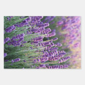 Luscious Lavender Geschenkpapier Set (Vorderseite 2)