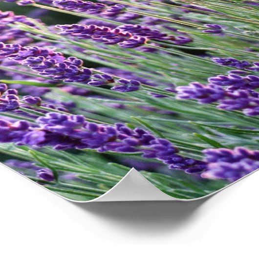 Luscious Lavender Poster (Ecke)