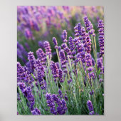 Luscious Lavender Poster (Vorne)