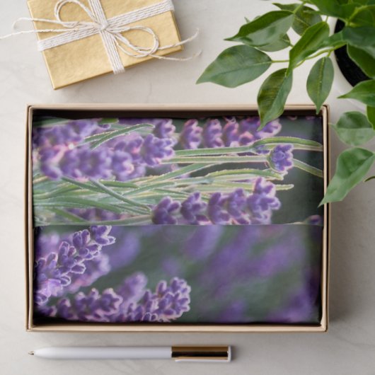 Luscious Lavender Seidenpapier (Geschenk)