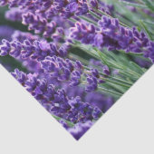 Luscious Lavender Seidenpapier (Detail)