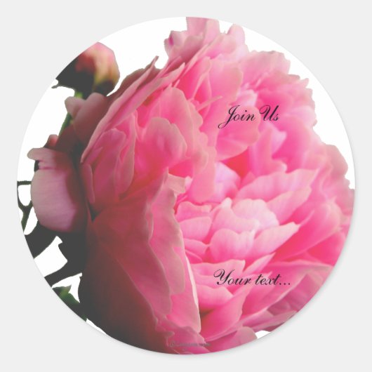 Luscious Pink Peony Custom Umschlag Aufkleber (Vorderseite)