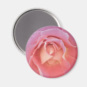 Luscious Pink Rose Magnet (Vorderseite/Rückseite)
