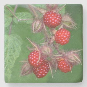 Luscious Ripe Himbeere Steinuntersetzer