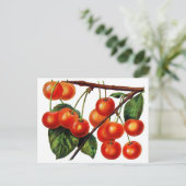 Luscious Sweet Cherries Postkarte (Stehend Vorderseite)